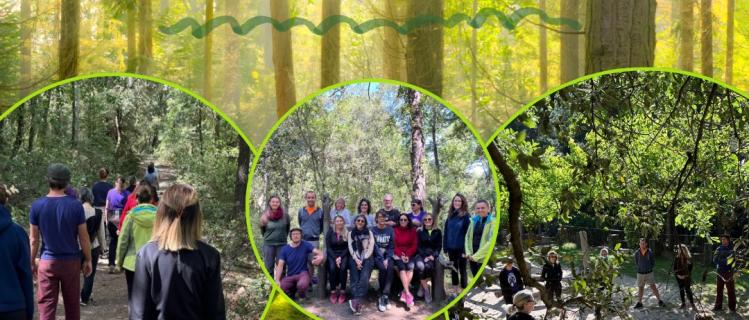 Itinerari forestal terapèutic Mindfulness